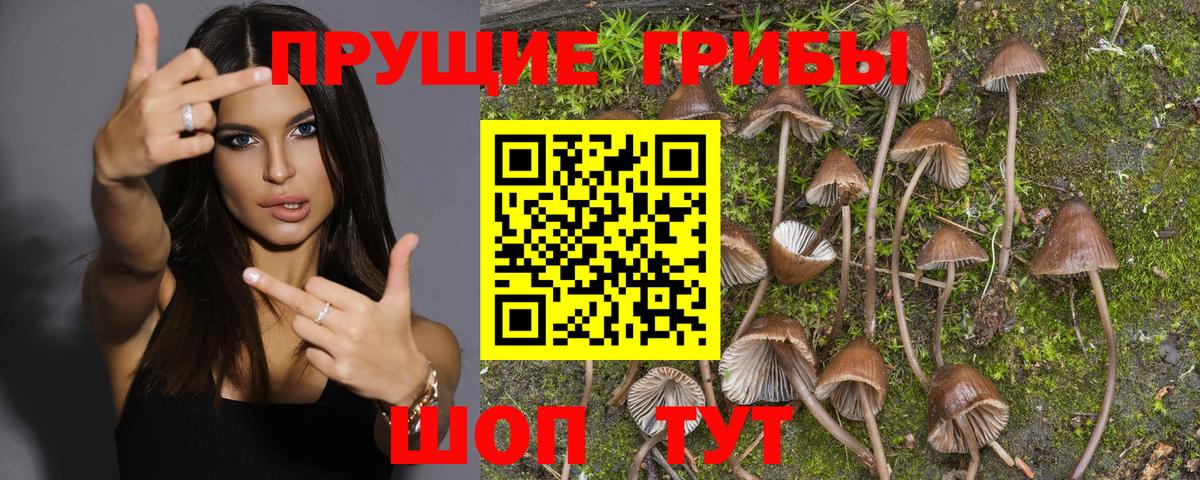 Псилоцибиновые грибы Cubensis Бор